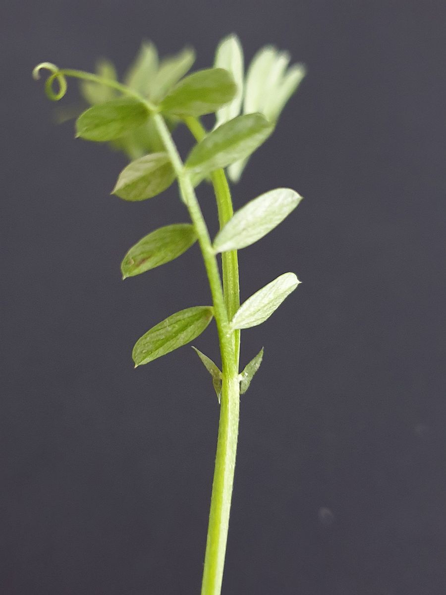 Vicia cracca (door Hanneke Waller)