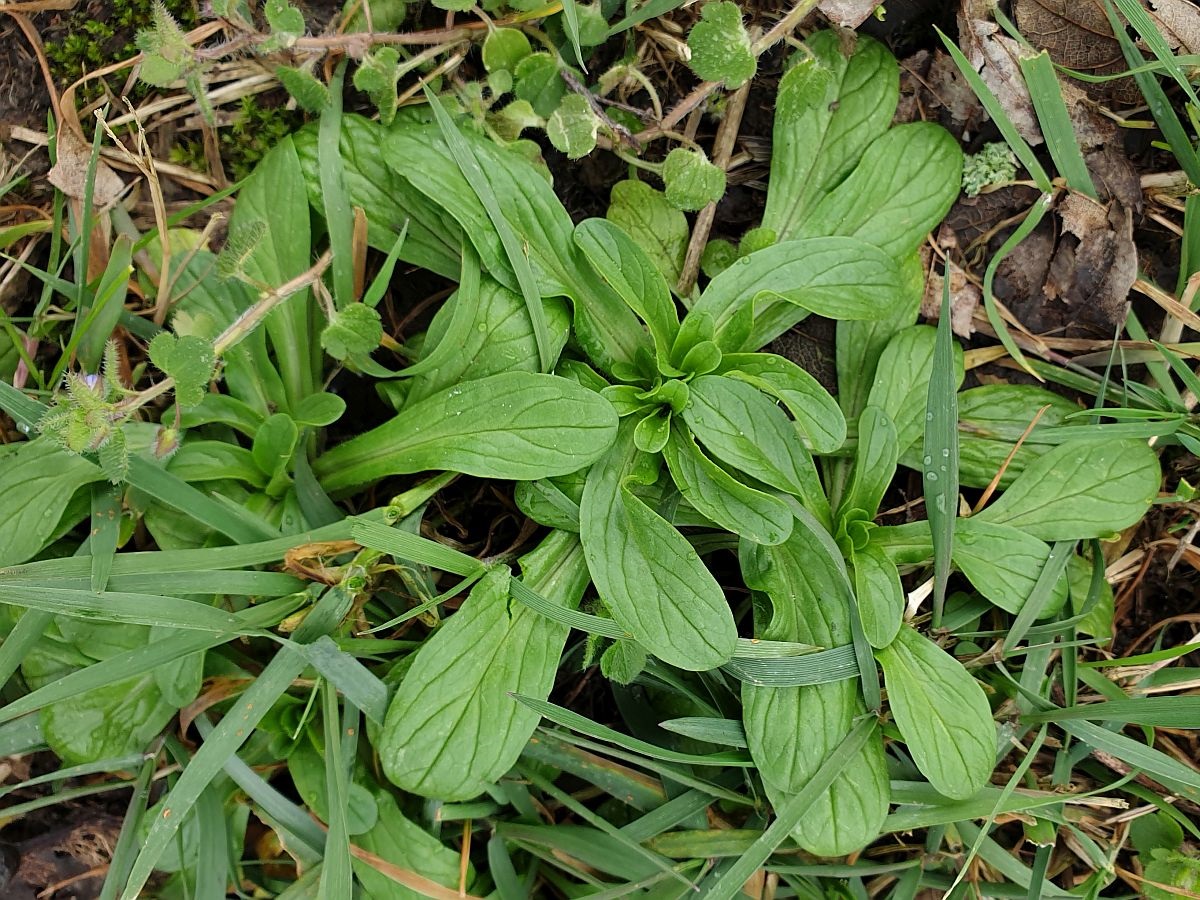 Valerianella locusta (door Hanneke Waller)