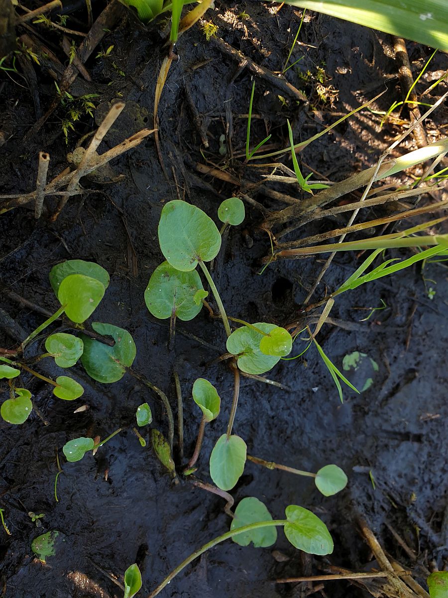 Ranunculus flammula (door Hanneke Waller)