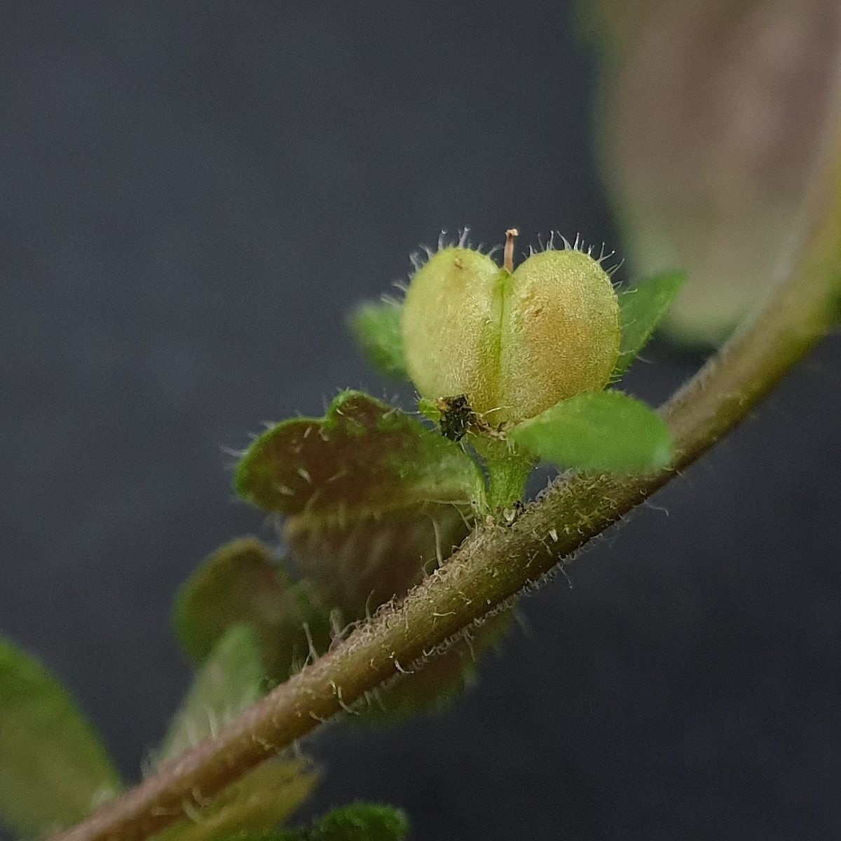 Veronica arvensis (door Hanneke Waller)