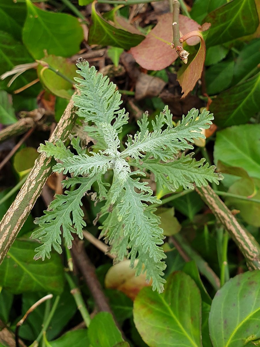 Perovskia abrotanoides (door Hanneke Waller)