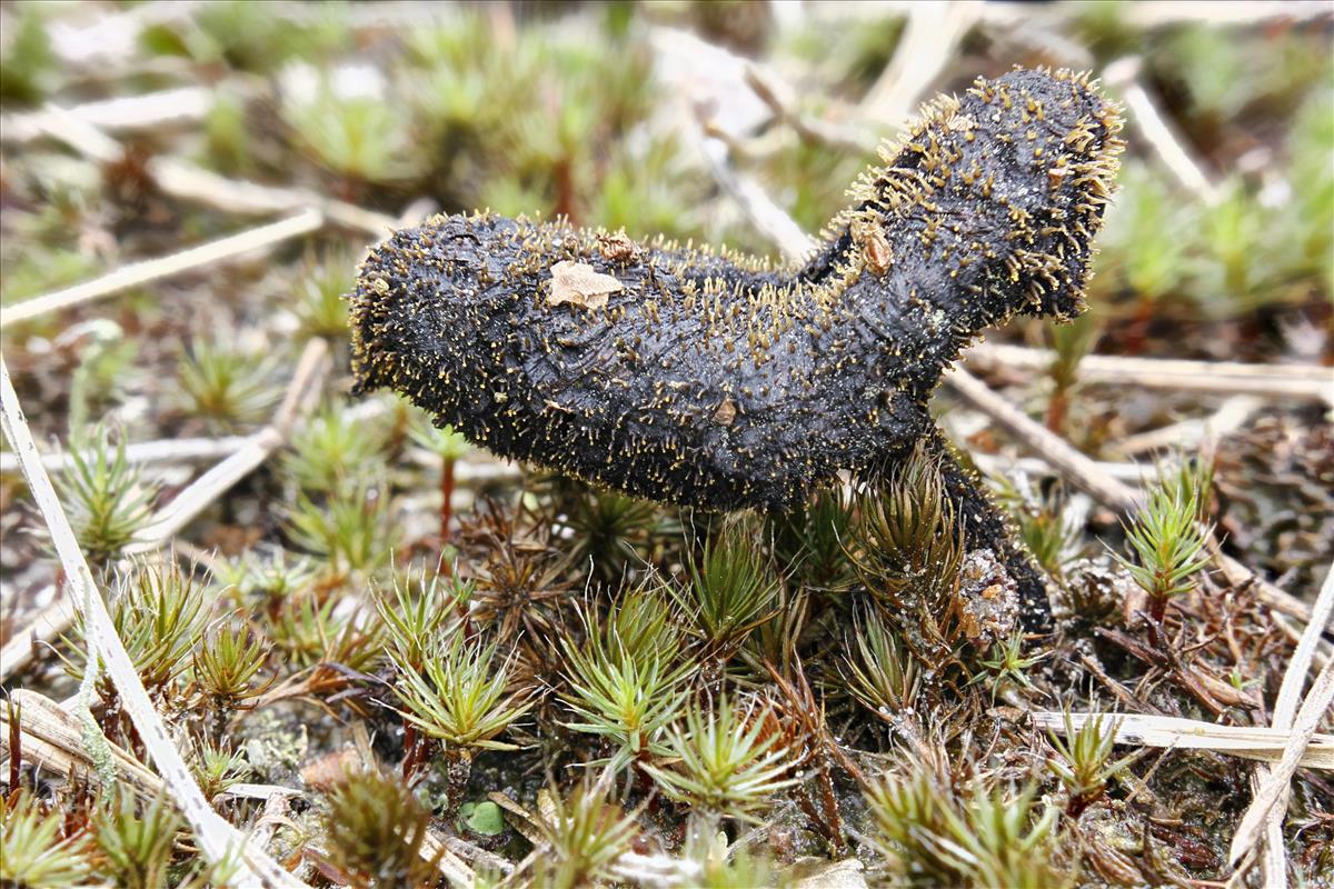 Eleutheromyces pseudosubulatus (door Alex Konig)