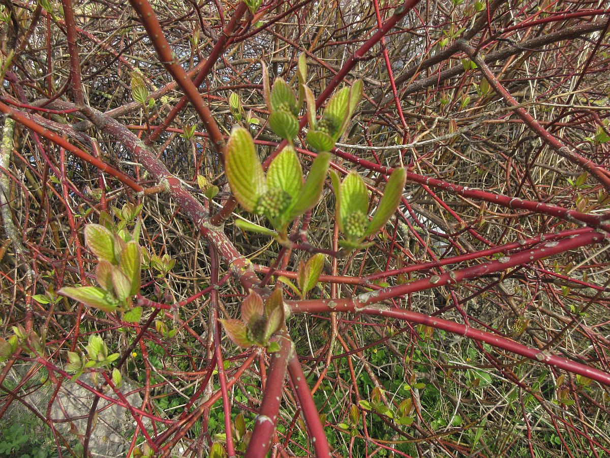 Cornus sericea (door Hanneke Waller)