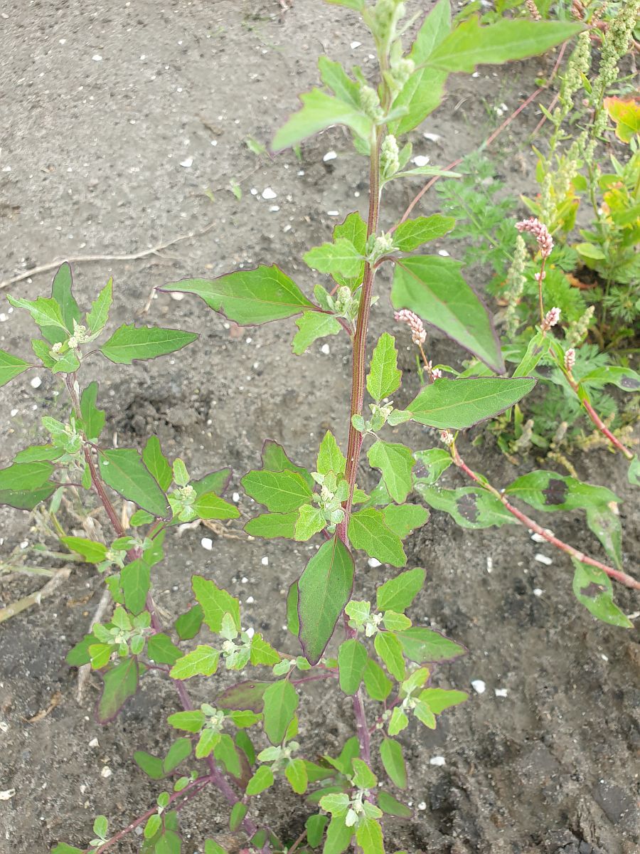 Chenopodium probstii (door Hanneke Waller)