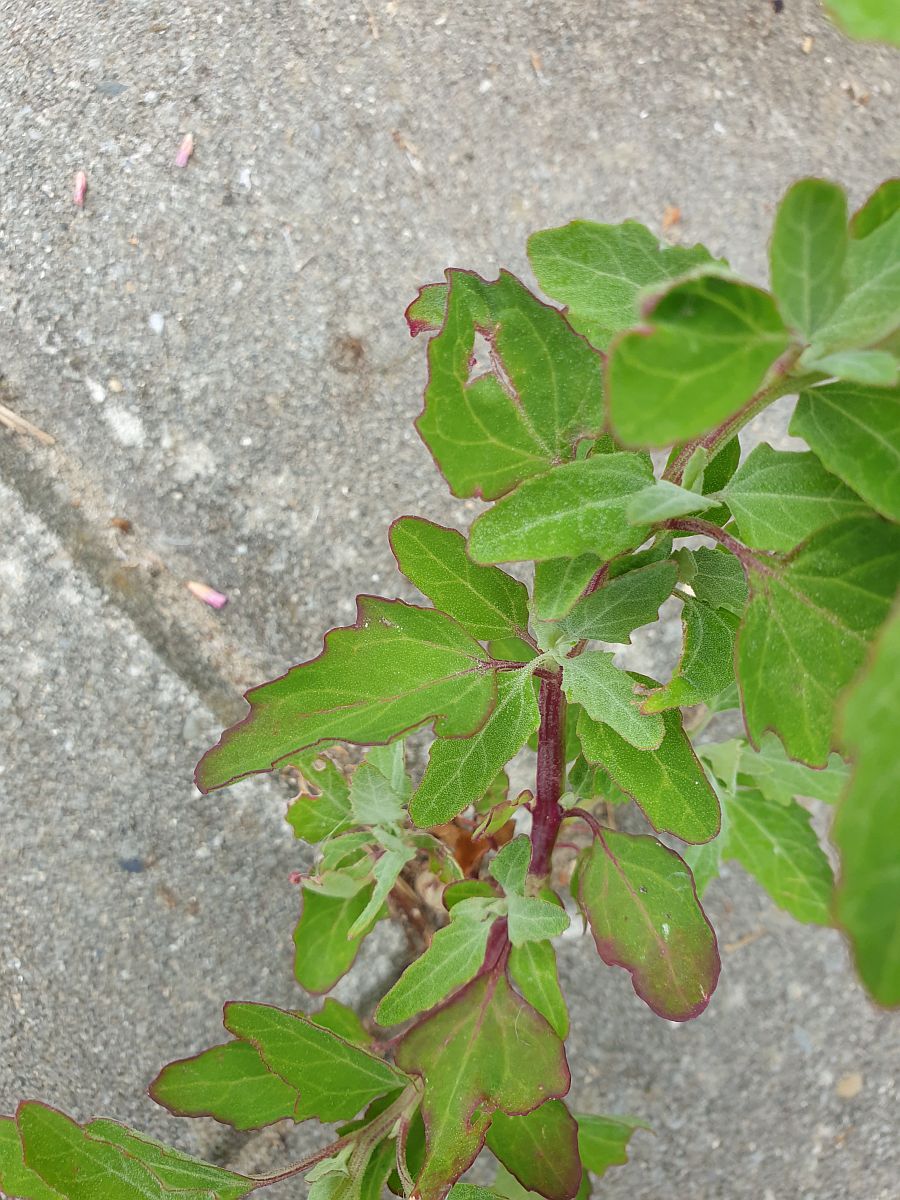 Chenopodium probstii (door Hanneke Waller)