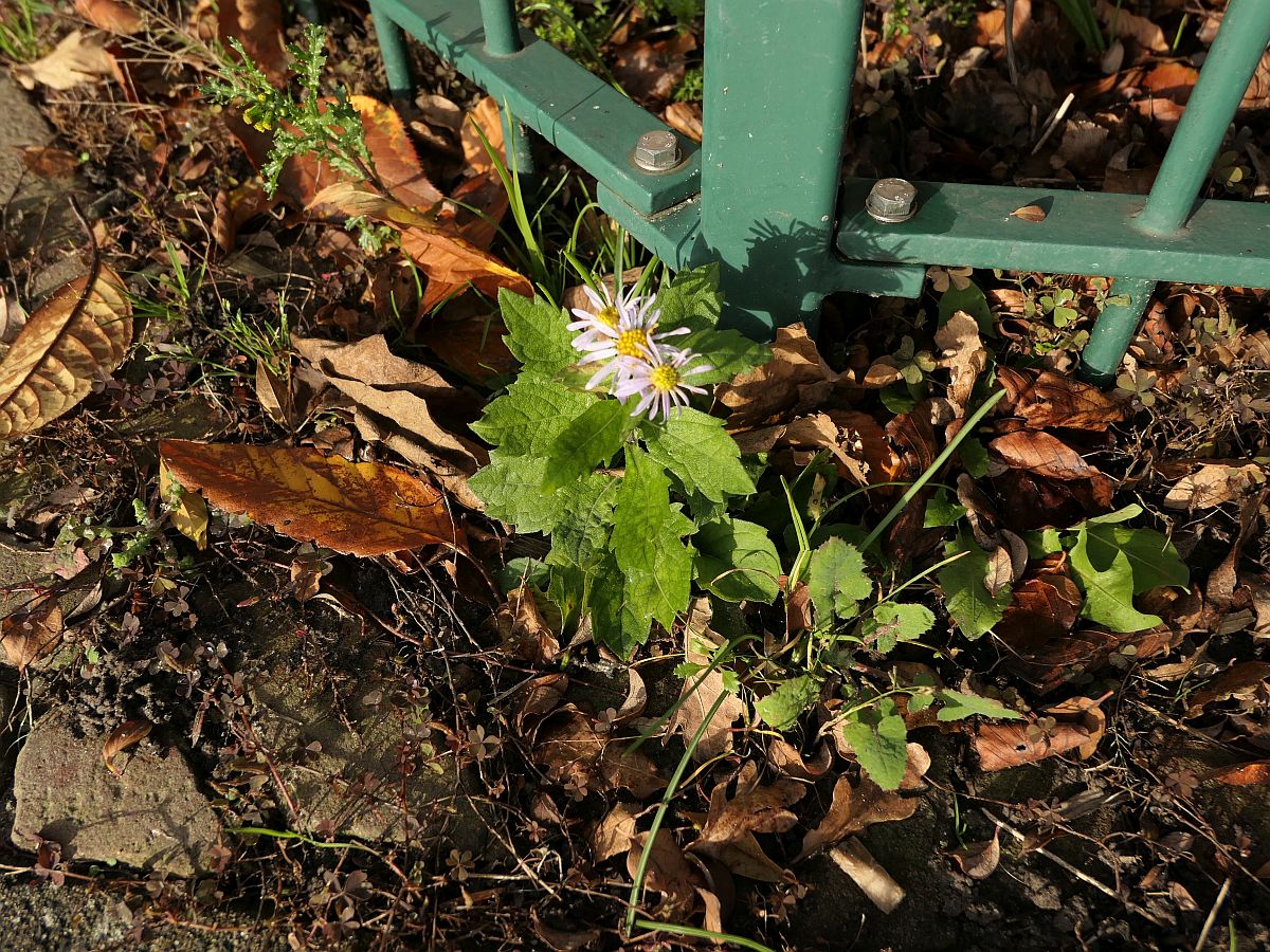 Aster ageratoides (door Hanneke Waller)