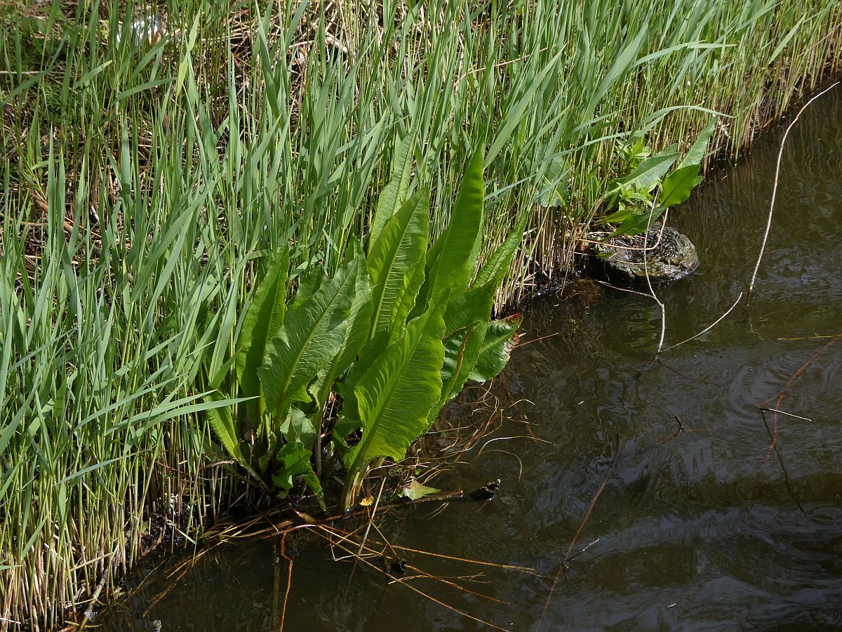 Rumex hydrolapathum (door Hanneke Waller)