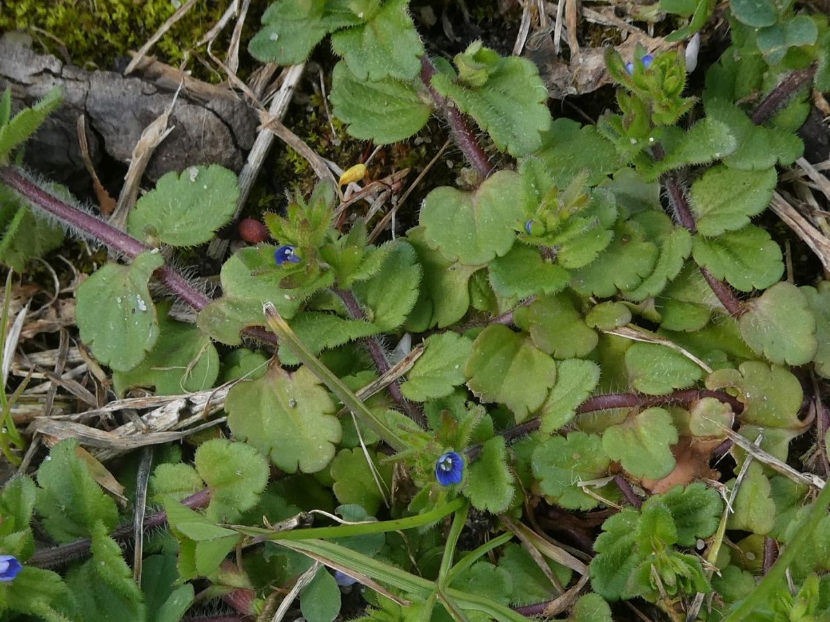 Veronica arvensis (door Hanneke Waller)