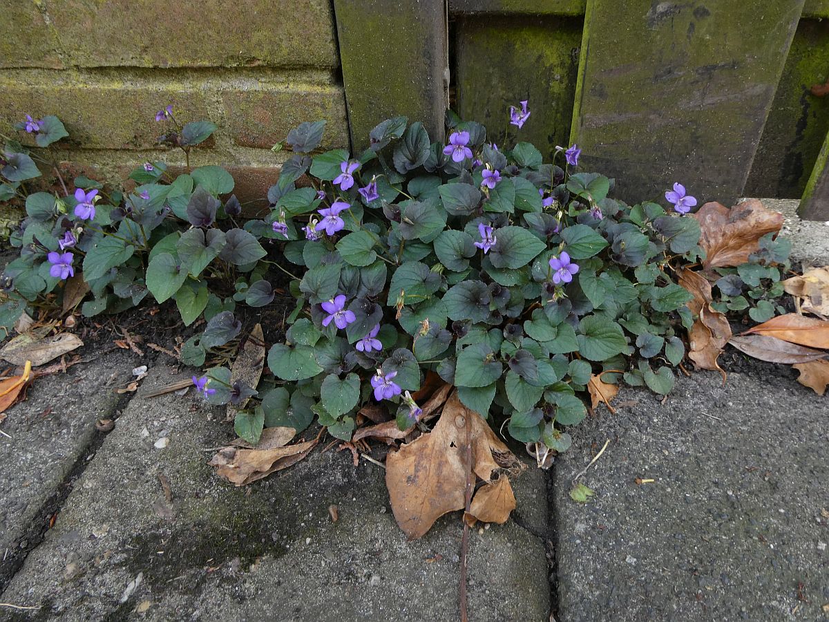 Viola riviniana 'Purpurea' (door Hanneke Waller)