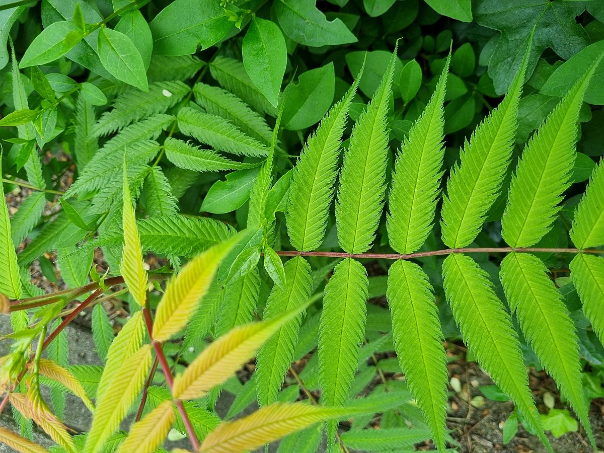 Sorbaria sorbifolia (door Hanneke Waller)