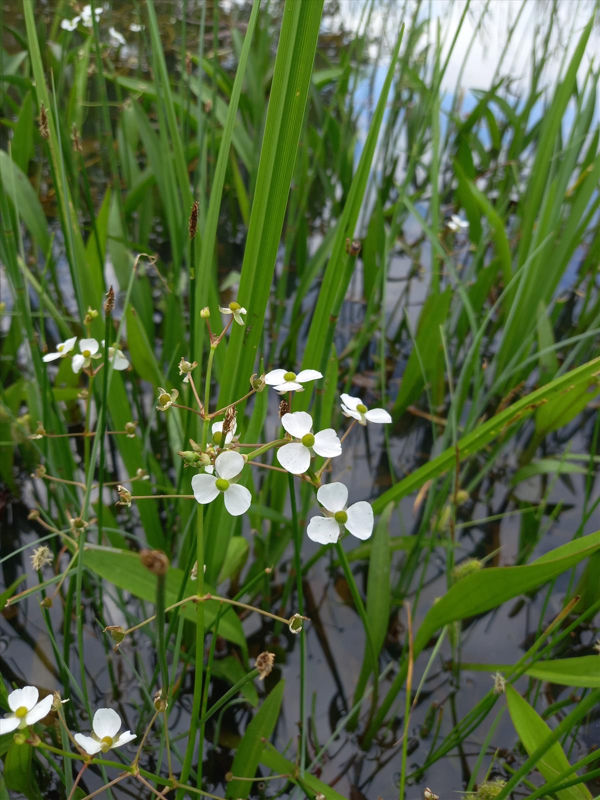 Sagittaria graminea (door Edwin Dijkhuis)