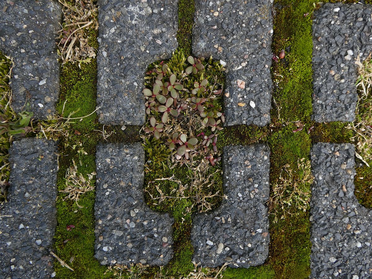 Portulaca oleracea (door Hanneke Waller)