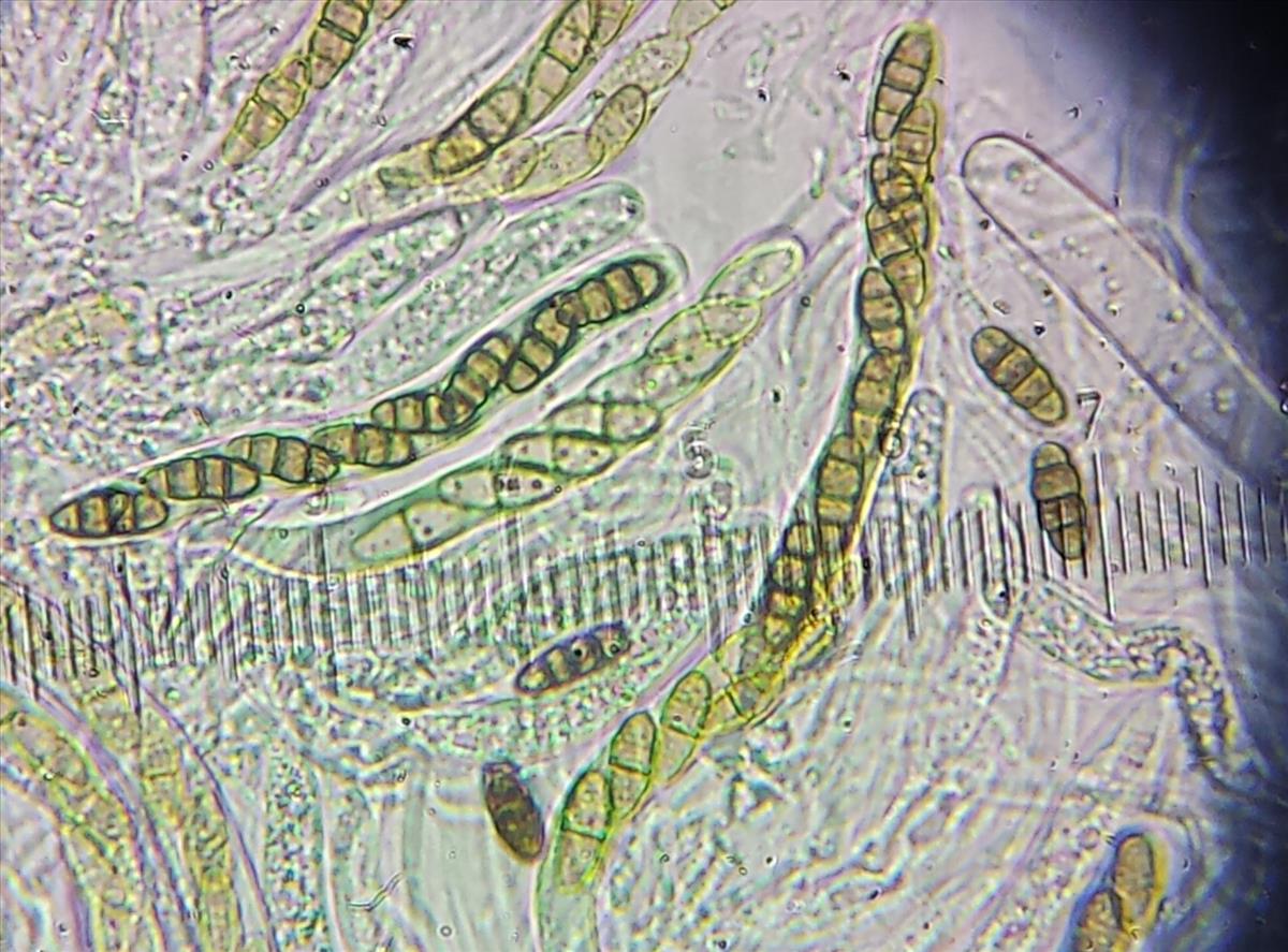 Didymocyrtis ramalinae (door Bart Hessen)