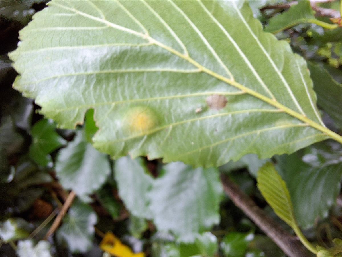 Taphrina sadebeckii (door AnnaElise Jansen)