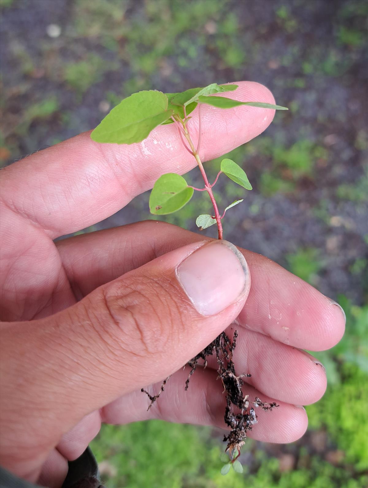 Cercidiphyllum japonicum (door Jaap Oosterom)