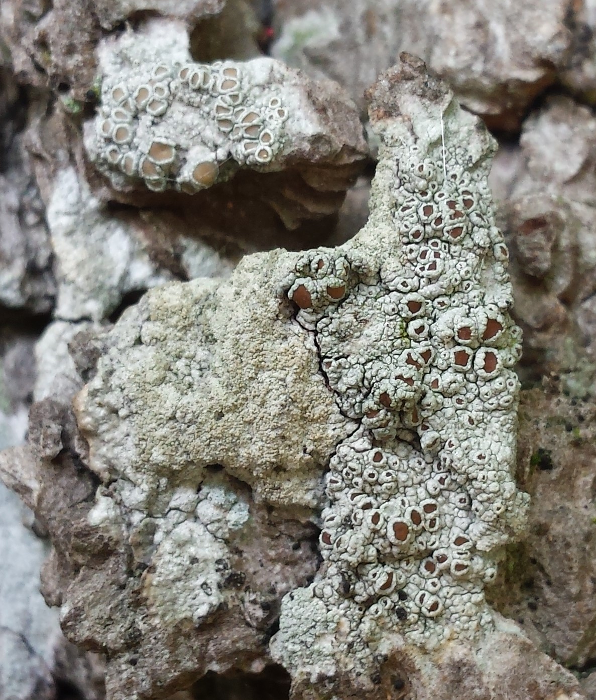 Lecanora argentata (door Bart Hessen)