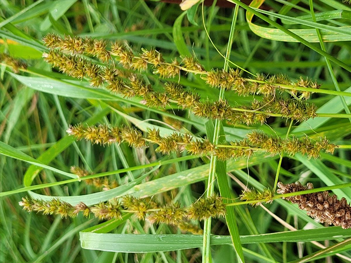 Carex vulpinoidea (door Teddy Dolstra)