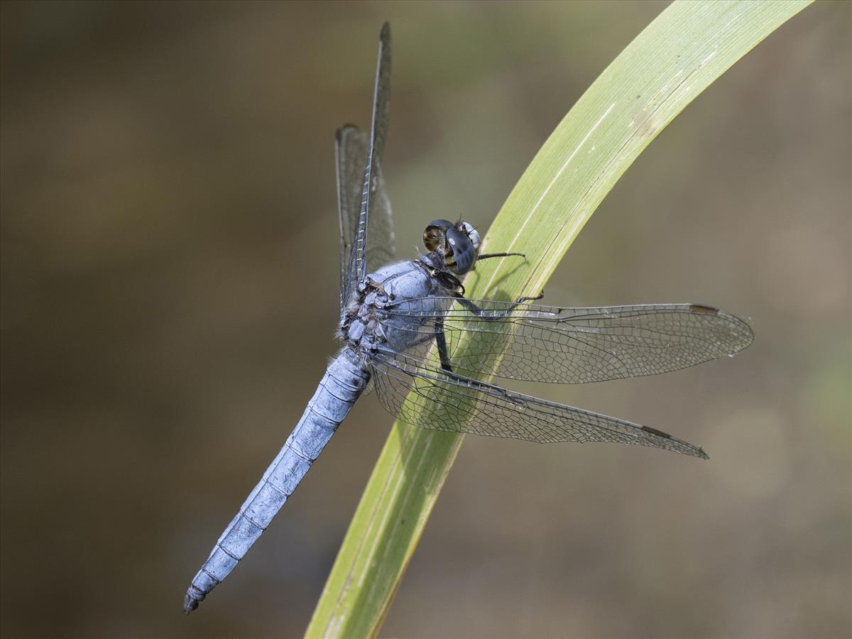 Orthetrum brunneum (door André den Ouden)