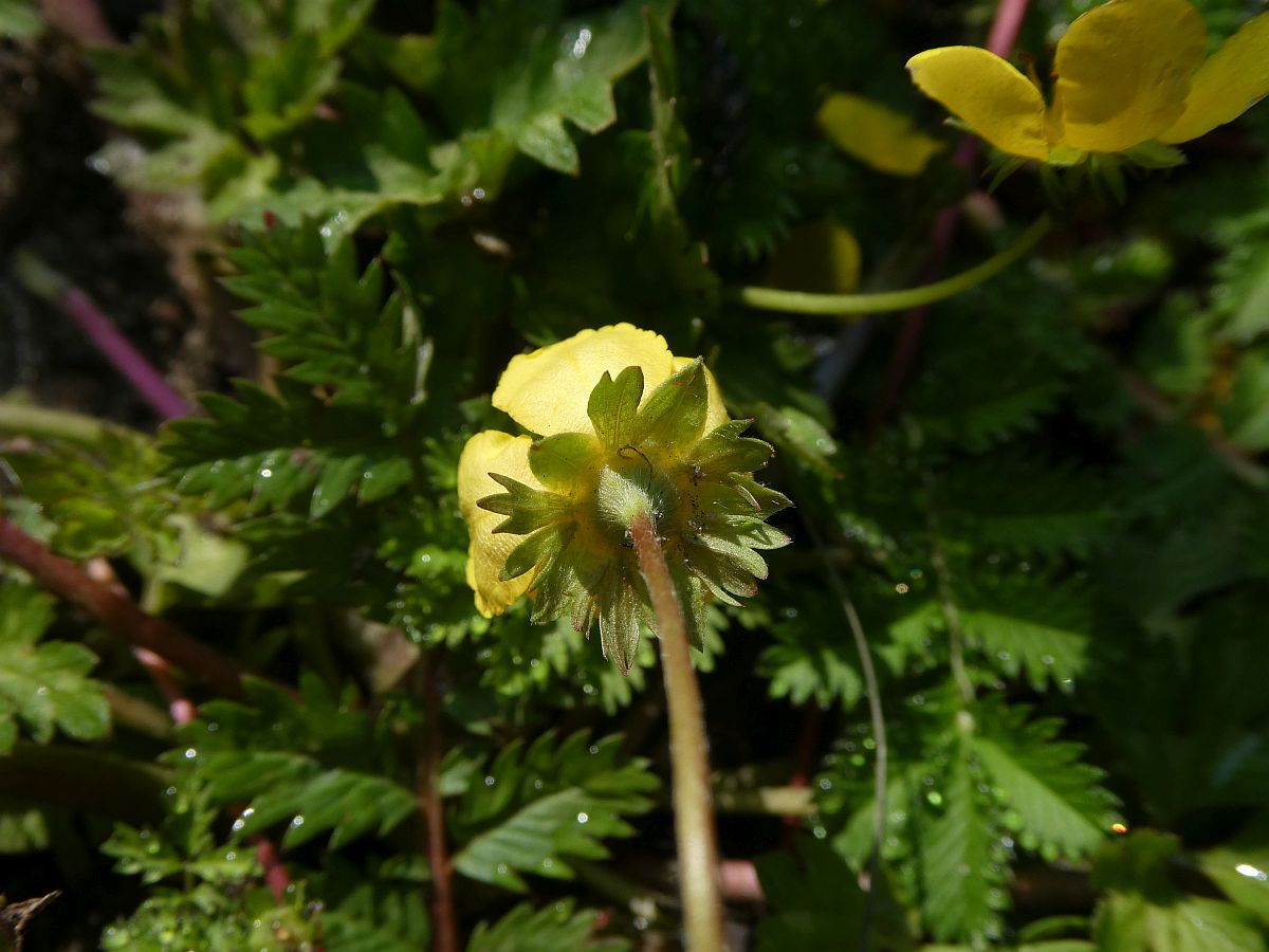 Potentilla anserina (door Hanneke Waller)