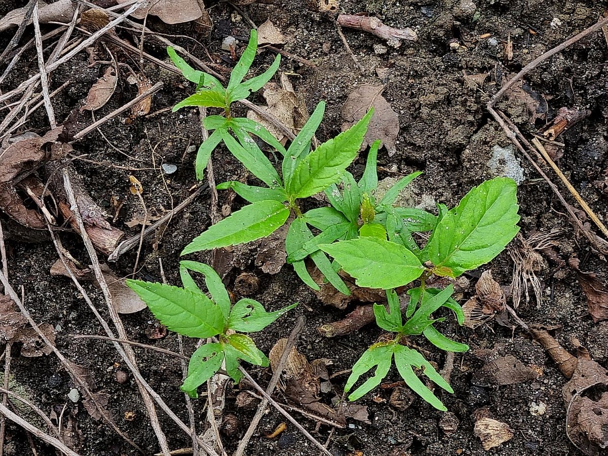 Pterocarya fraxinifolia (door Hanneke Waller)