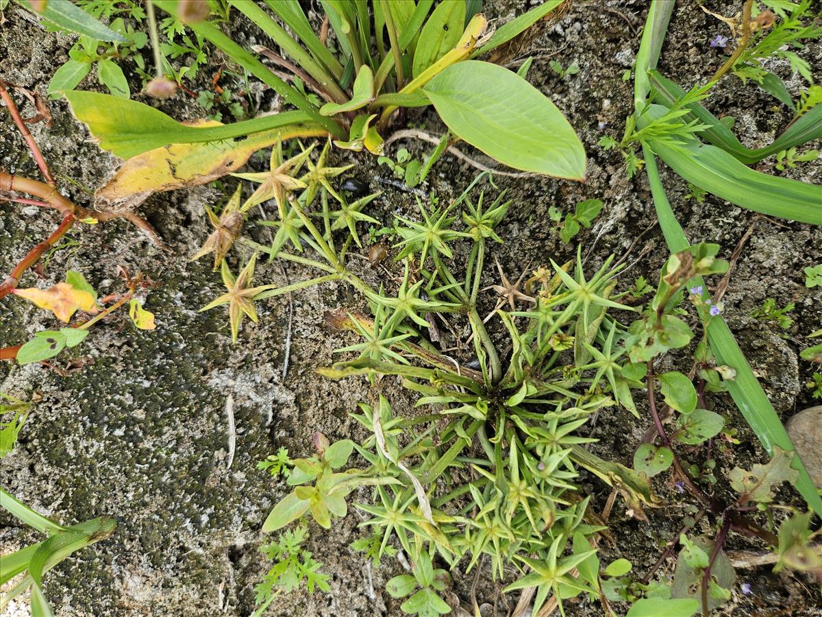 Damasonium polyspermum (door Sipke Gonggrijp)