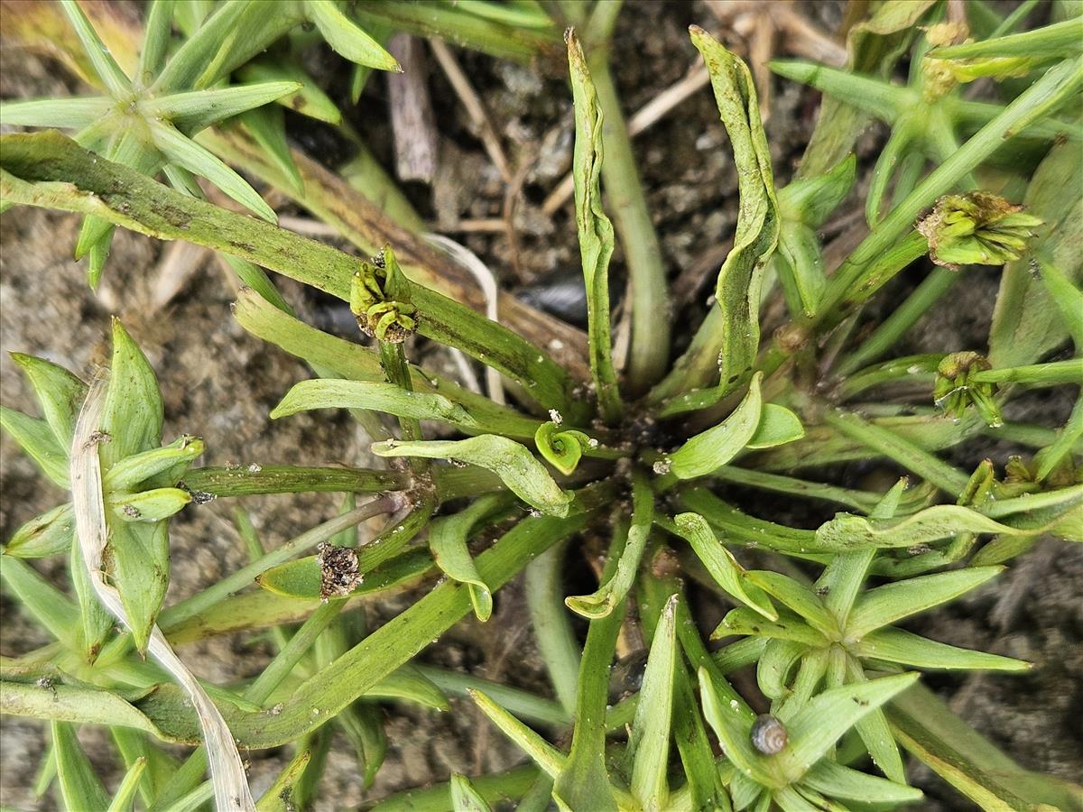 Damasonium polyspermum (door Sipke Gonggrijp)