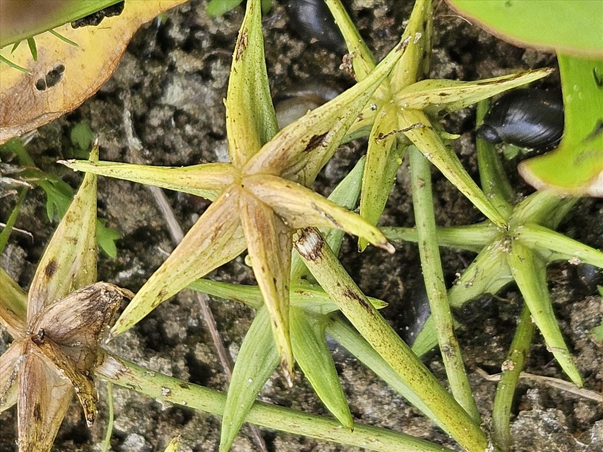 Damasonium polyspermum (door Sipke Gonggrijp)