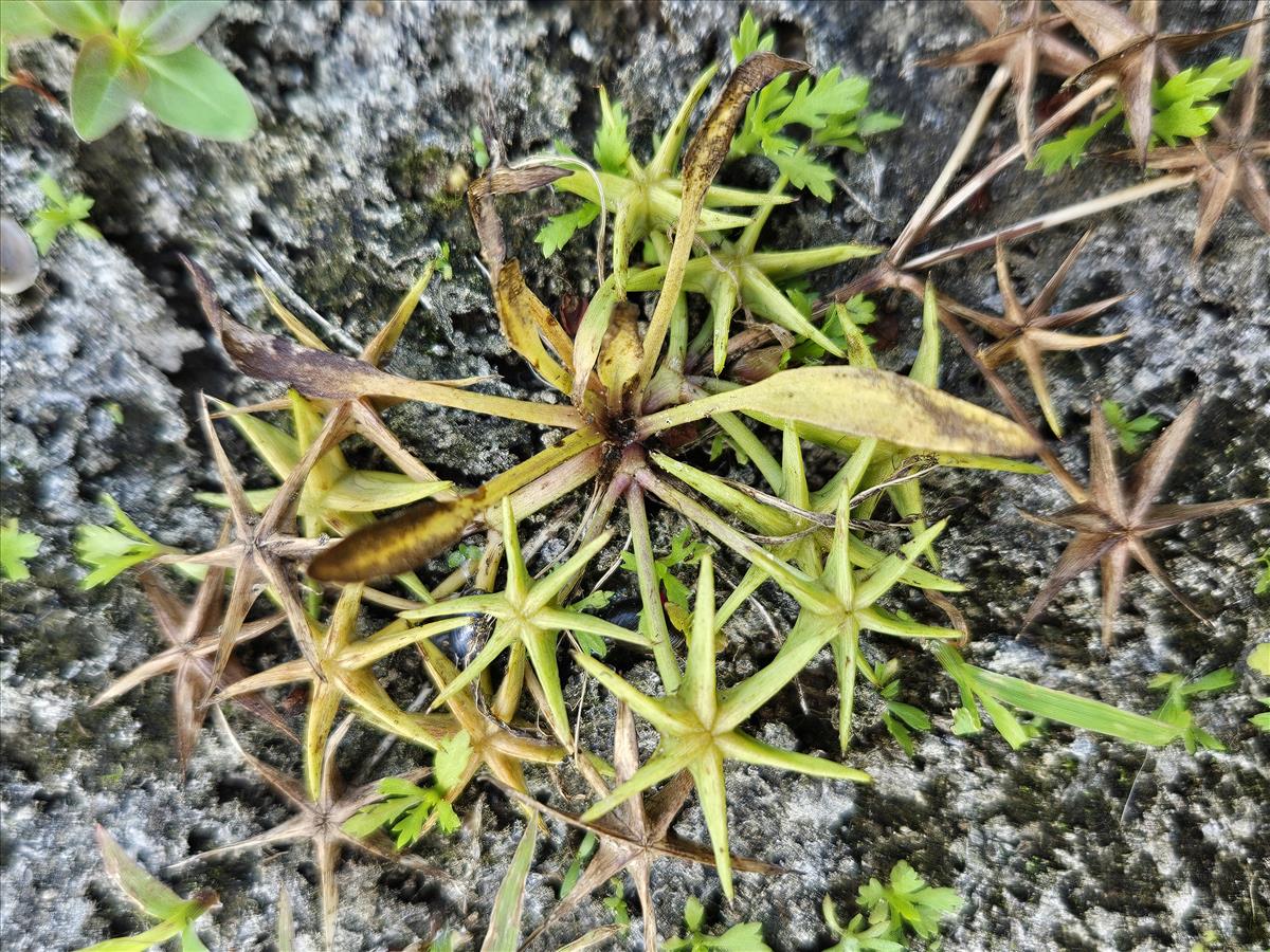 Damasonium polyspermum (door Sipke Gonggrijp)