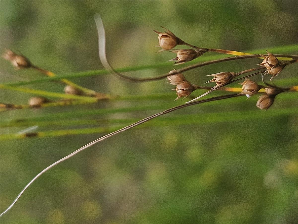 Juncus dudleyi (door Sipke Gonggrijp)