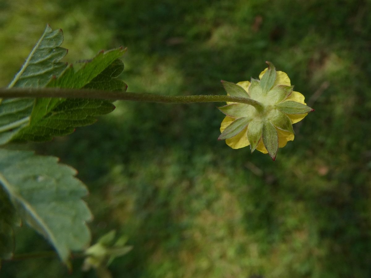 Potentilla reptans (door Hanneke Waller)