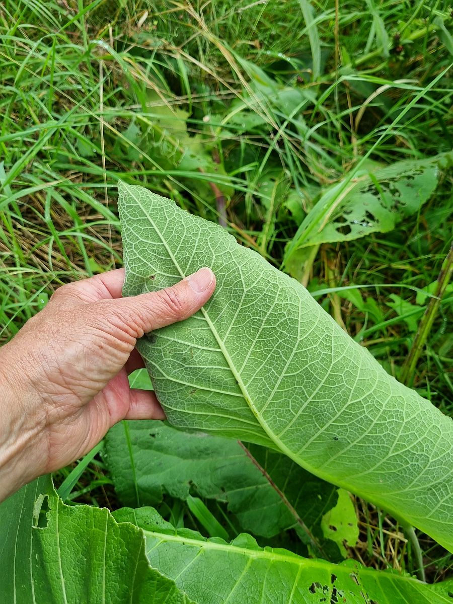 Inula racemosa (door Hanneke Waller)