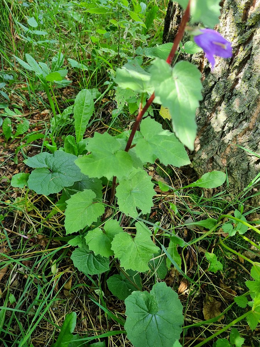 Campanula trachelium (door Hanneke Waller)