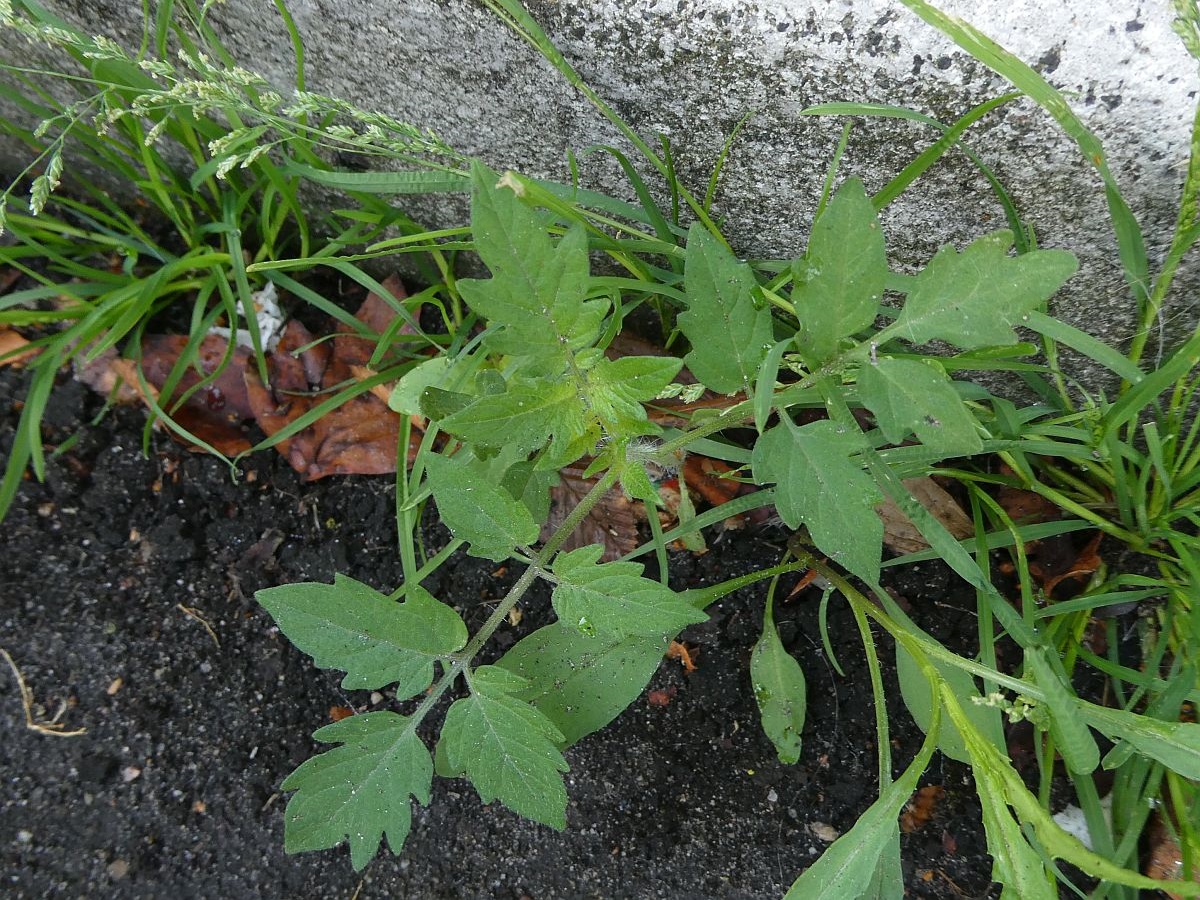 Solanum lycopersicum (door Hanneke Waller)