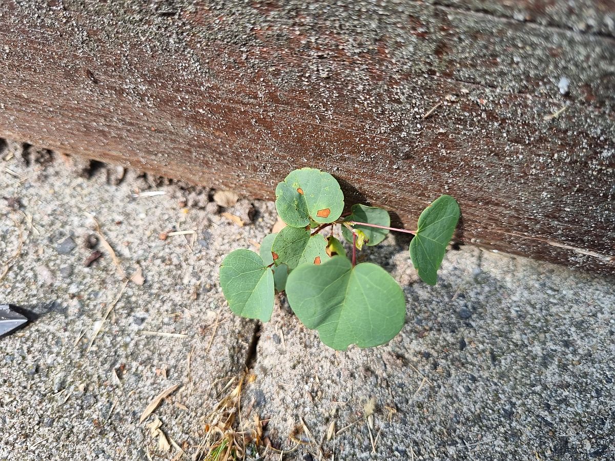 Cercis siliquastrum (door Hanneke Waller)