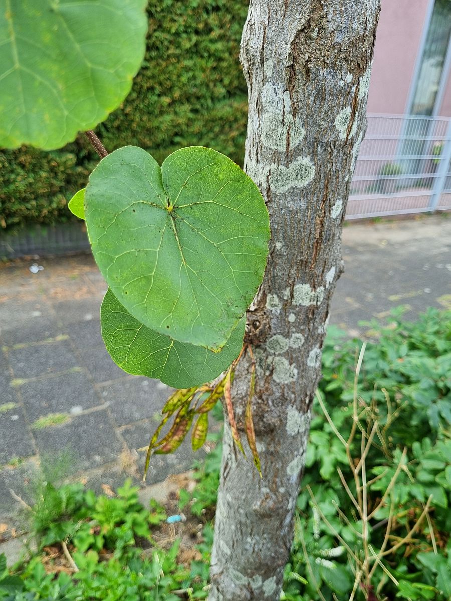 Cercis siliquastrum (door Hanneke Waller)