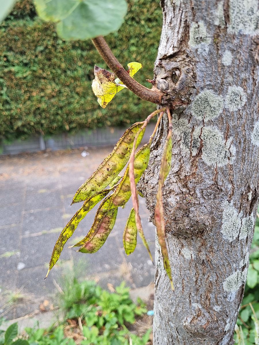 Cercis siliquastrum (door Hanneke Waller)