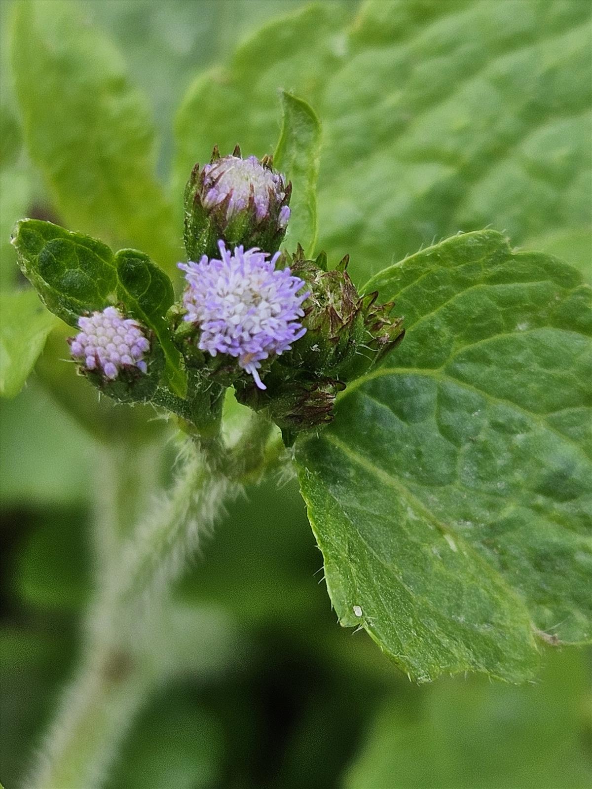 Ageratum houstonianum (door Sipke Gonggrijp)