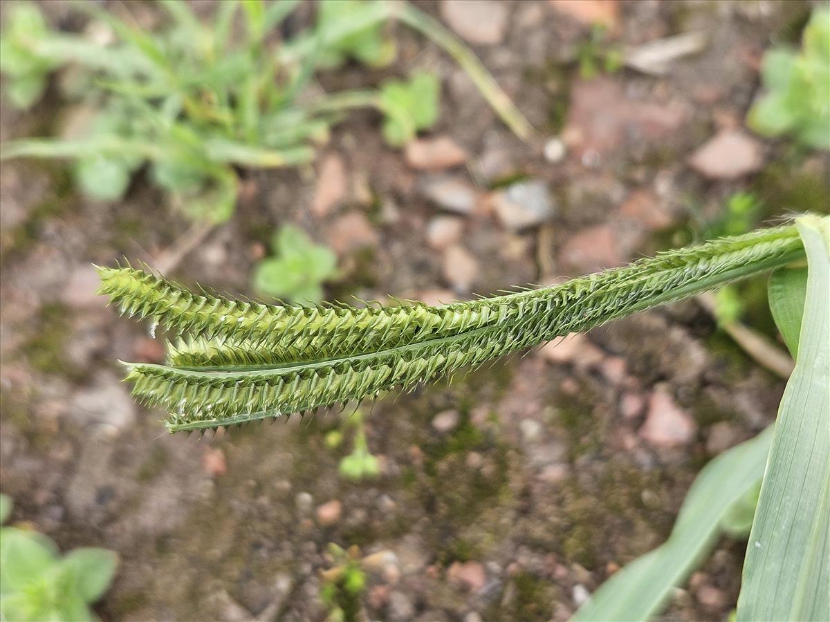 Dactyloctenium aegyptium (door Sipke Gonggrijp)