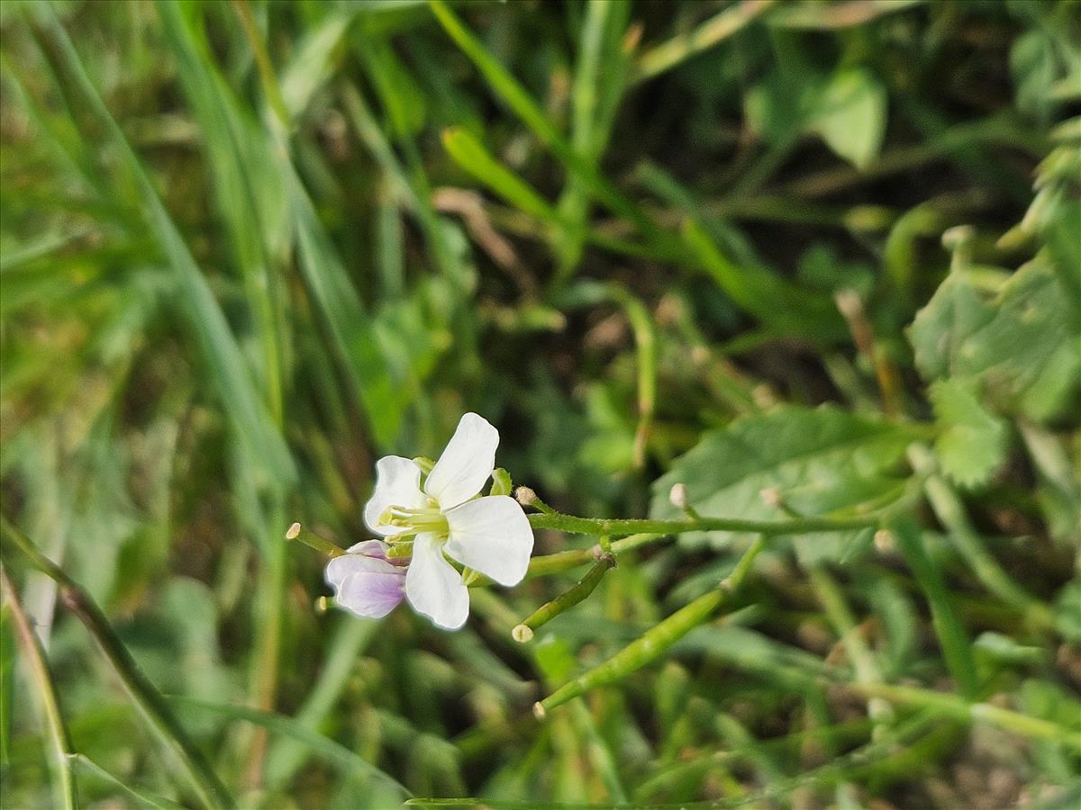 Diplotaxis erucoides (door Sipke Gonggrijp)