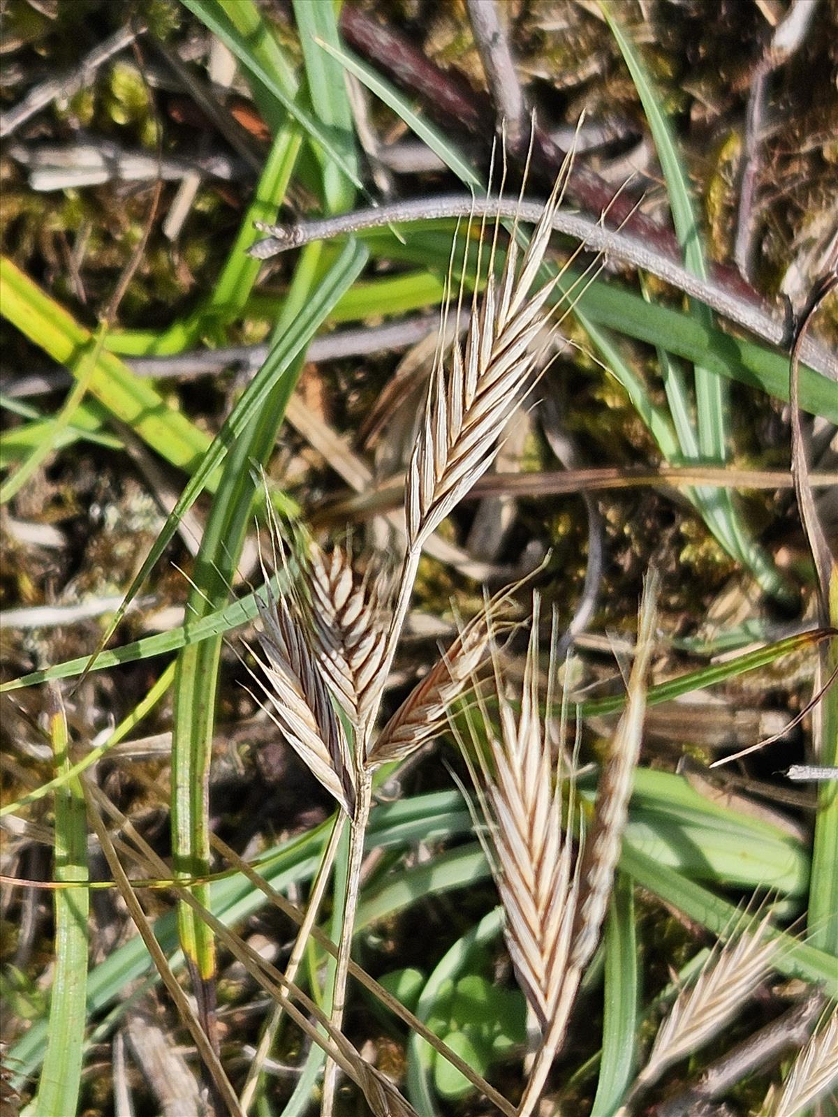 Brachypodium distachyon (door Sipke Gonggrijp)