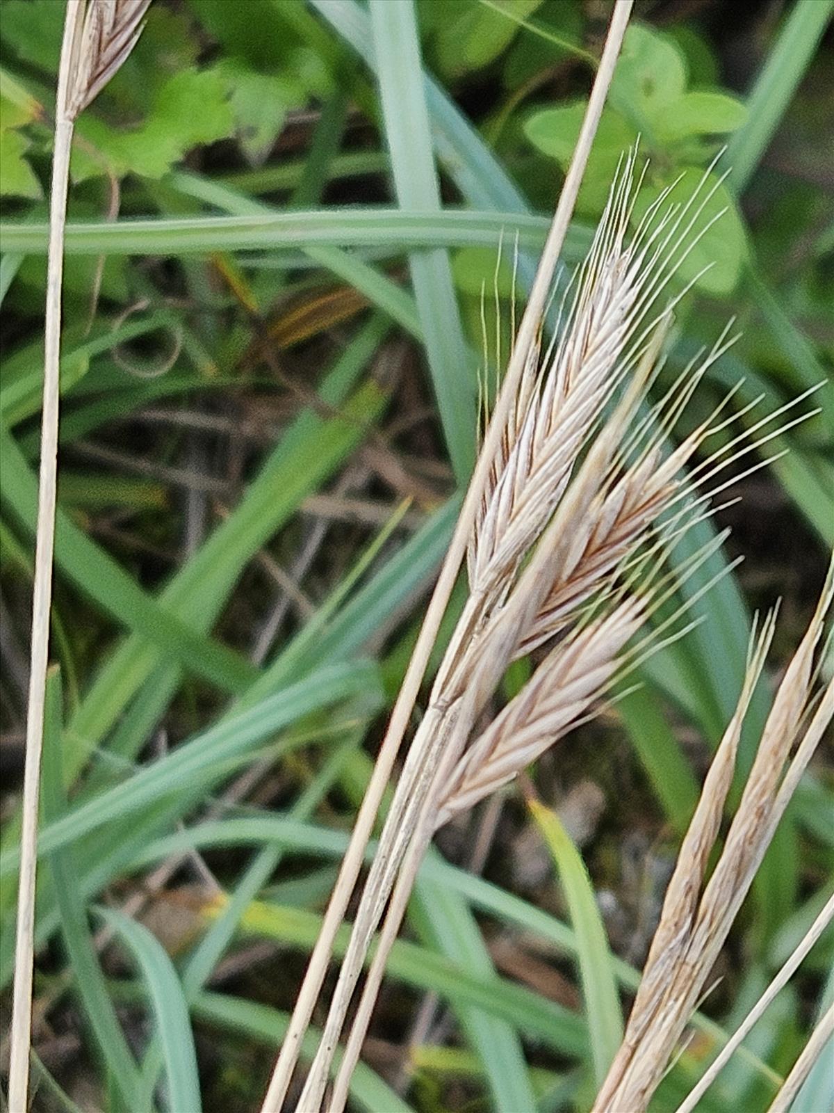 Brachypodium distachyon (door Sipke Gonggrijp)