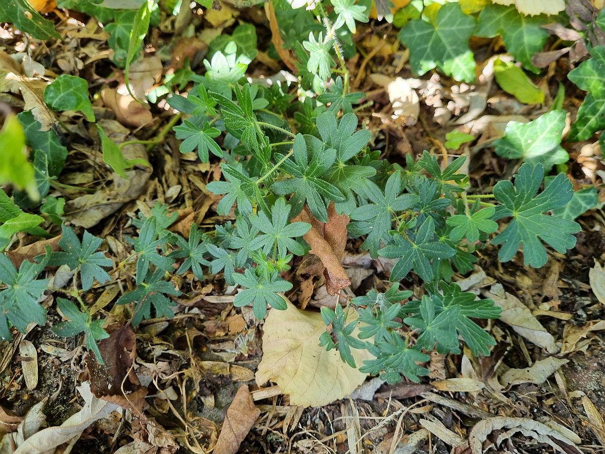 Geranium sanguineum (door Hanneke Waller)