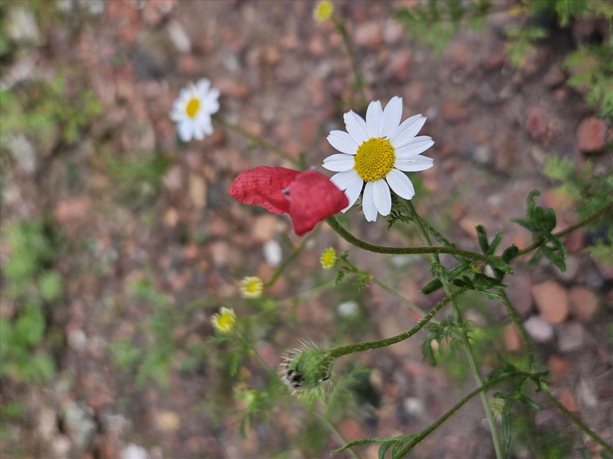 Papaver hybridum (door Sipke Gonggrijp)