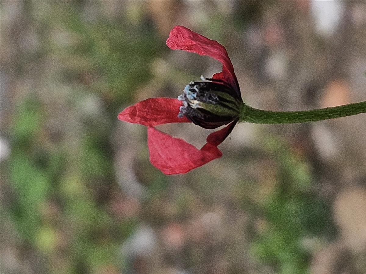 Papaver hybridum (door Sipke Gonggrijp)