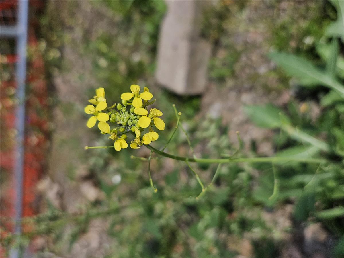 Diplotaxis virgata (door Sipke Gonggrijp)