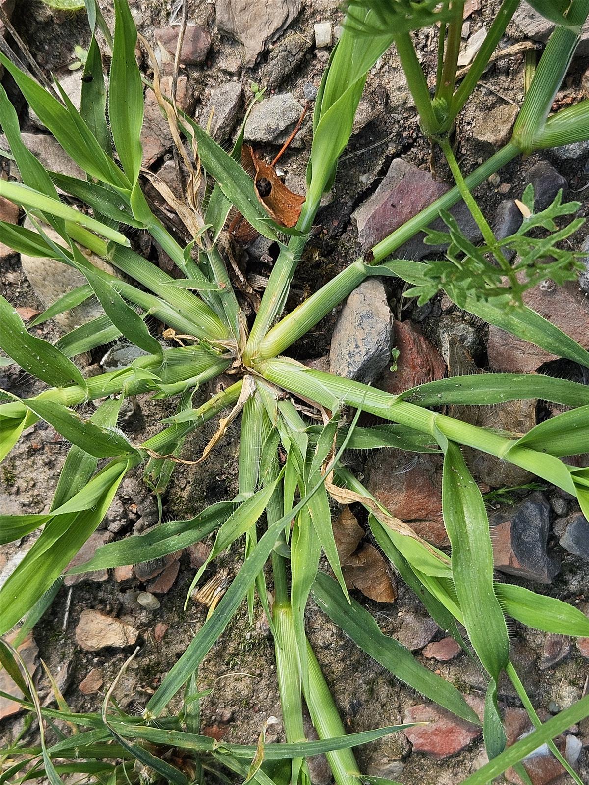 Dactyloctenium aegyptium (door Sipke Gonggrijp)