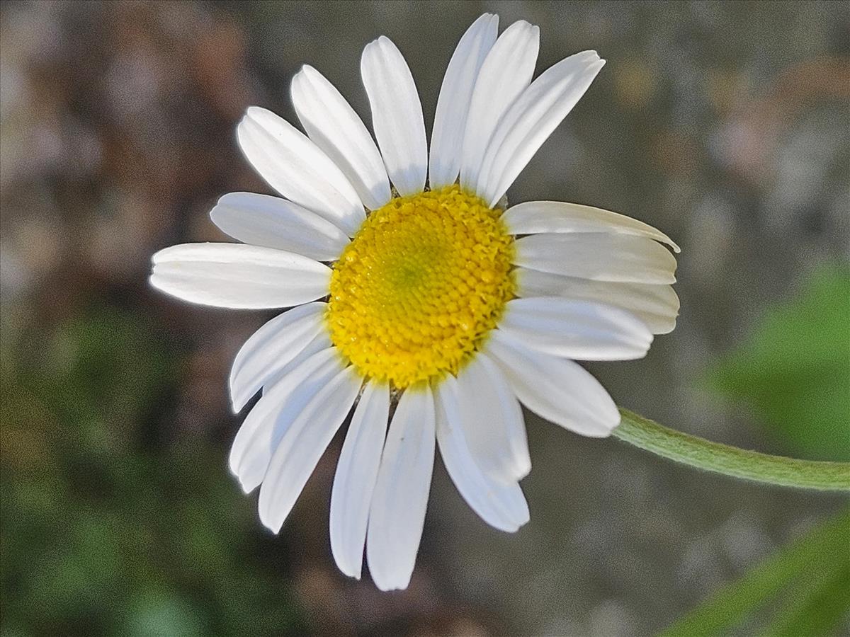 Anthemis ruthenica (door Sipke Gonggrijp)