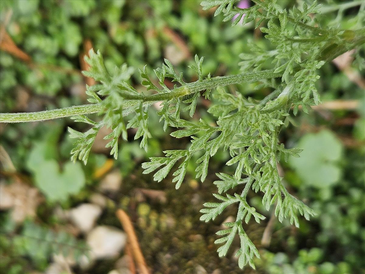 Anthemis ruthenica (door Sipke Gonggrijp)