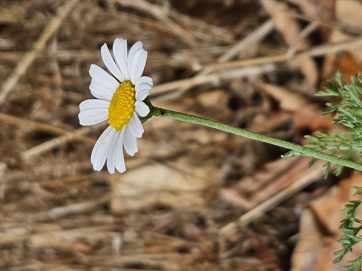 Anthemis ruthenica (door Sipke Gonggrijp)