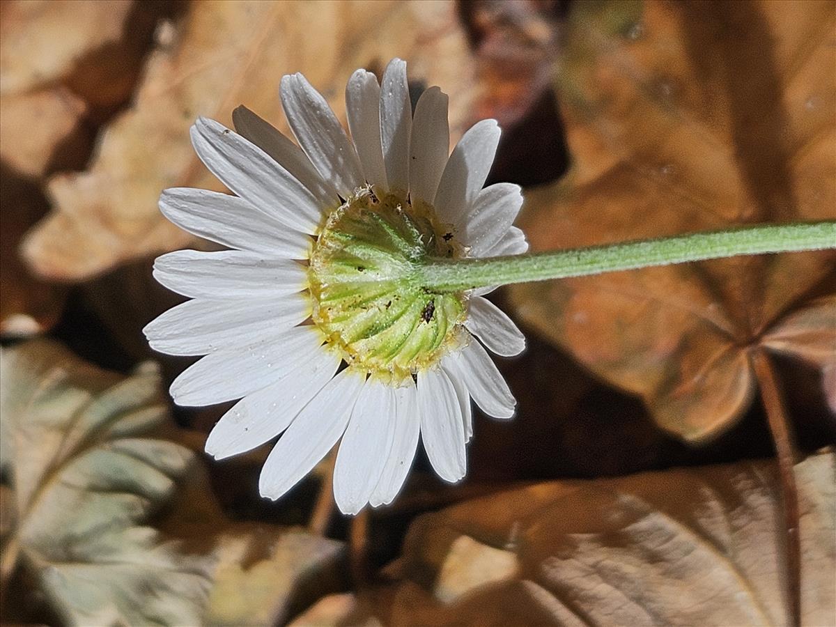 Anthemis ruthenica (door Sipke Gonggrijp)